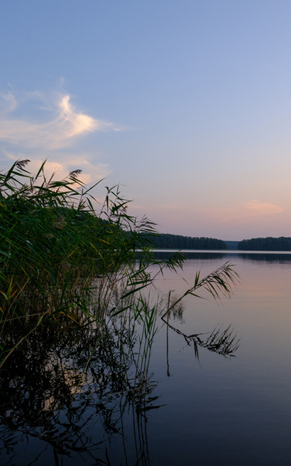 Ruhige Seelandschaft bei Sonnenuntergang mit Schilf im Vordergrund und einem bewaldeten Horizont im Hintergrund